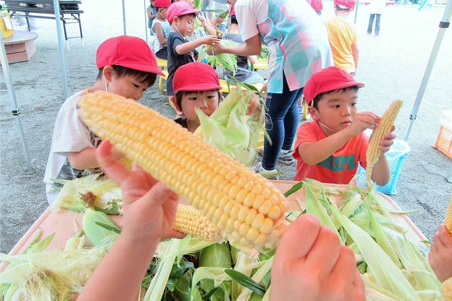 栗の実農園とうもろこし